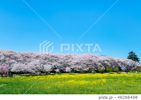 埼玉県 権現堂桜堤 桜と菜の花畑 埼玉県 権現堂桜堤 桜と菜の花畑 46266498