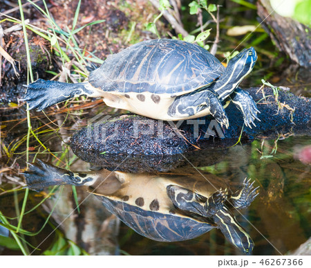 A Turtle resting in a swamp 46267366
