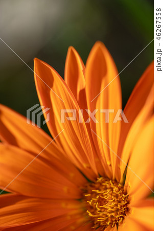 オレンジ色の花びらのクローズアップ オレンジ色の花びらのクローズアップ 46267558