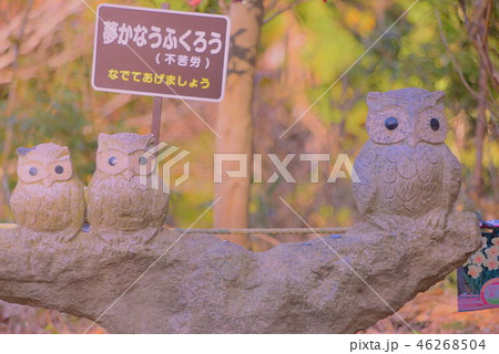 鷲子山神社 46268504