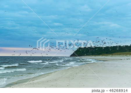 birds on the beach, a flock of birds over the sea birds on the beach, a flock of birds over the sea 46268914
