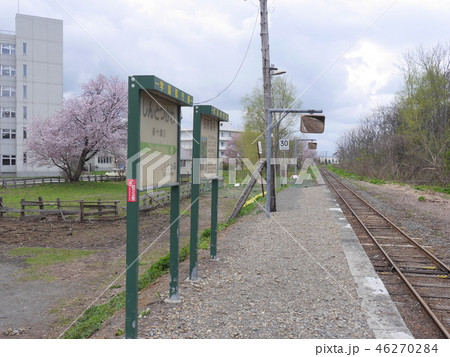 満開の桜と新十津川駅 46270284