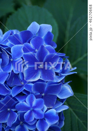 西洋紫陽花　ババリア　花言葉は「移り気」 46270668