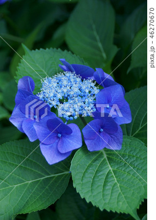 萼紫陽花　花言葉は「強い愛情」 46270670