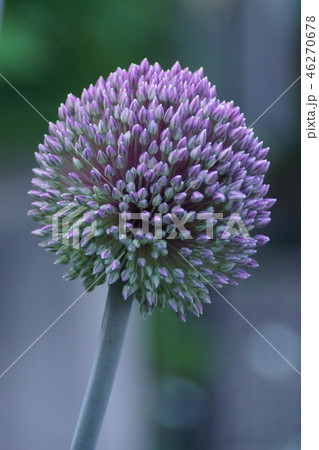 花葱　ギガンチウムの蕾　花言葉は「正しい主張」 46270678