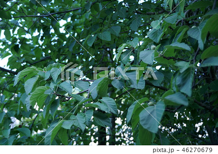 大裏白木の若い実 46270679