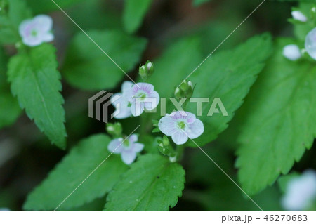 鍬形草　クワガタソウ　 46270683