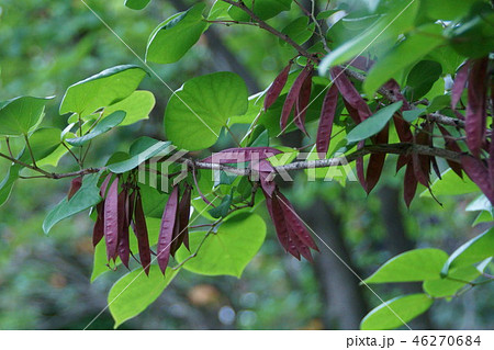 花蘇芳　ハナズオウの実 46270684