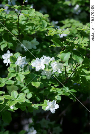 白八汐　シロヤシオ　花も葉っぱも愛らしい 46270686