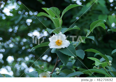 夏椿　ナツツバキ　花言葉は「愛らしい人」 46270692