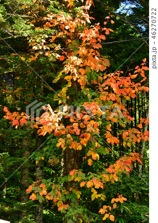 北海道厚沢部町で紅葉のある風景を撮影 46270722