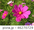 コスモス 46270729