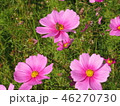 コスモス 46270730