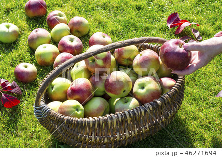 Ripe apples in old vintage wicker basket  46271694