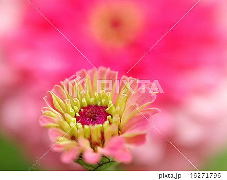 ヒャクニチソウの花 46271796