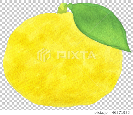 Watercolor hand painted yuzu yuzu 46271923