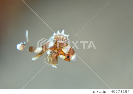 チョウチョウコショウダイの幼魚 46273194