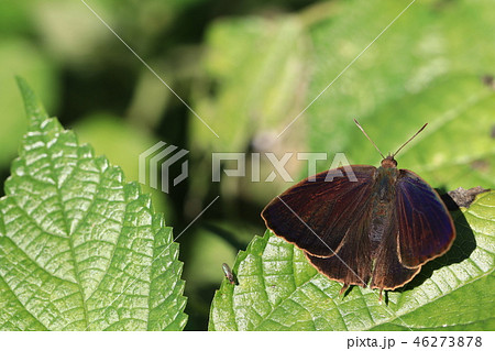 ムラサキツバメ・オス ムラサキツバメ・オス 46273878