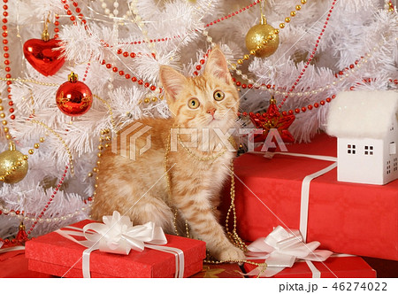 Little kitten sitting under the Christmas tree Little kitten sitting under the Christmas tree 46274022