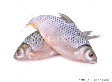 whole round silver barb fish on white background 46274500