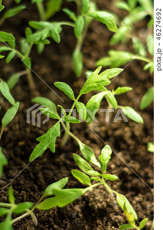 Charming little tomato seedlings on a background of brown soils from black soil Charming little tomato seedlings on a background of brown soils from black soil 46274692