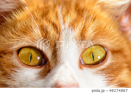 A magnificent red cat with yellow eyes close up on a blue sky background A magnificent red cat with yellow eyes close up on a blue sky background 46274867