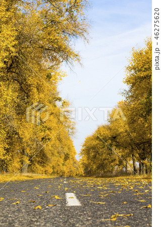 Asphalt road in the autumn forest 46275620