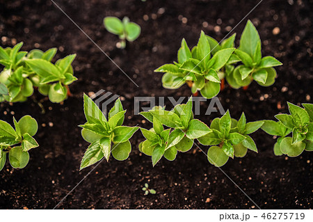Ecology concept. The seedling are growing from the rich soil. Young plants in nursery plastic tray 46275719