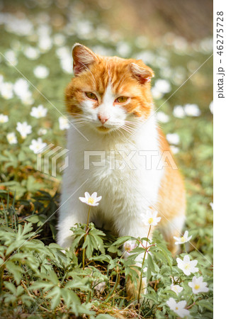 Beautiful red cat rests in wild spring flowers Beautiful red cat rests in wild spring flowers 46275728