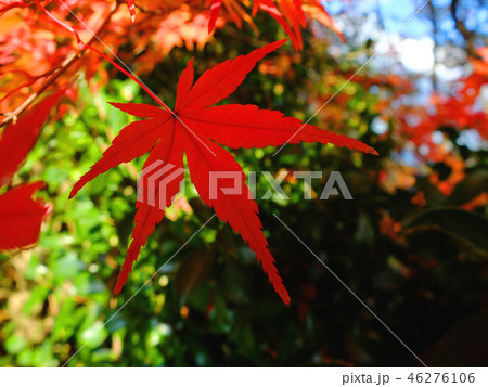 赤い手のような紅葉 46276106