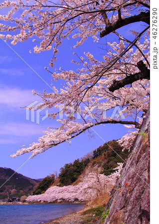 海津大崎(滋賀県 高島市)満開の桜 海津大崎(滋賀県 高島市)満開の桜 46276290