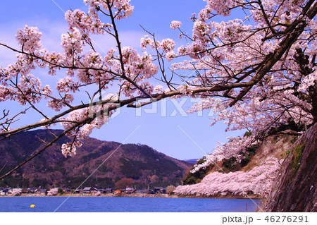 海津大崎(滋賀県 高島市)満開の桜 海津大崎(滋賀県 高島市)満開の桜 46276291