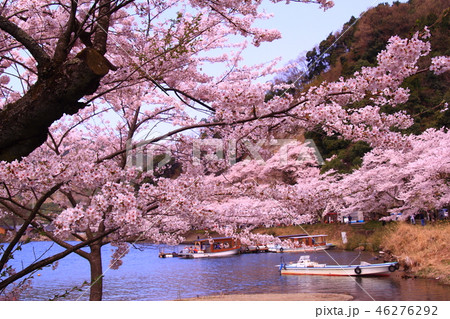 海津大崎(滋賀県 高島市)満開の桜 海津大崎(滋賀県 高島市)満開の桜 46276292