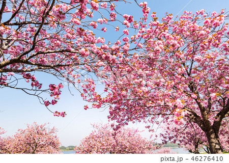 宮城長沼の兵粮山公園の満開の八重桜 46276410