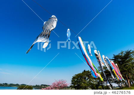 宮城長沼の兵粮山公園の鯉のぼりと満開の八重桜 46276576
