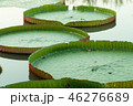 green big victoria waterlily in water 46276689