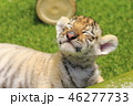 トラの赤ちゃん 46277733