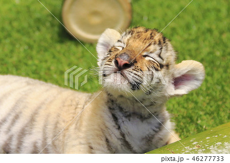 58,376 Baby Tiger Images, Stock Photos, 3D objects, & Vectors