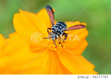 ルリモンハナバチ 46277765