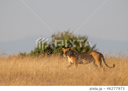 Lioness walks in golden light on savannah Lioness walks in golden light on savannah 46277973