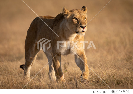 Lioness walking on short grass looking ahead Lioness walking on short grass looking ahead 46277976