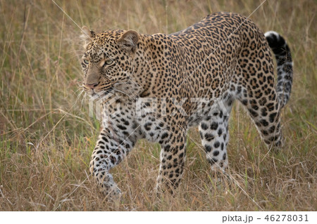 Leopard walks through long grass looking ahead 46278031