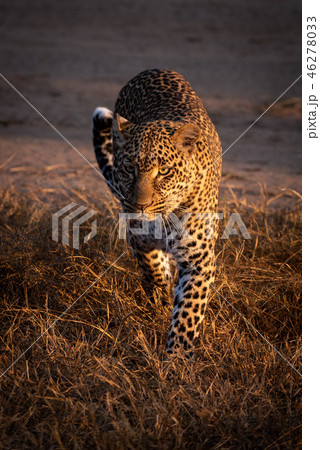 Leopard walks through grass in golden light 46278033