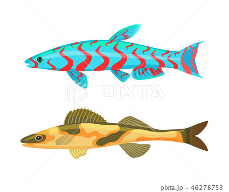 Cirrhitops Fasciatus Fish Set Vector Illustration Cirrhitops Fasciatus Fish Set Vector Illustration 46278753