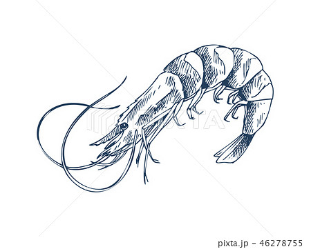 Small Aquatic Creature Shrimp Monochrome Depiction Small Aquatic Creature Shrimp Monochrome Depiction 46278755