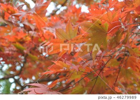 紅葉 紅葉 46279989