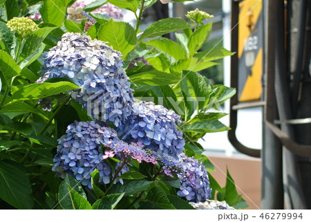 道端の紫陽花 道端の紫陽花 46279994