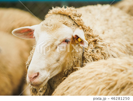 Adult sheep in the farm in the north of Thailand. 46281250