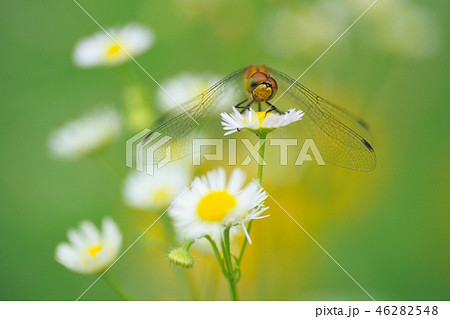 小首をかしげたトンボ 小首をかしげたトンボ 46282548