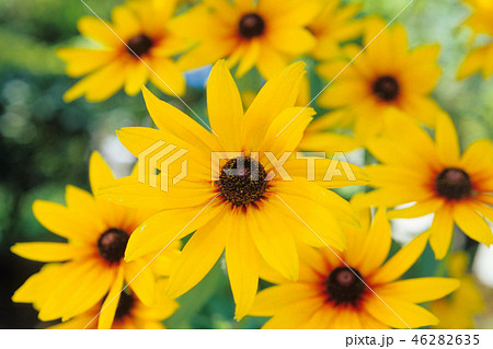 オオハンゴウソウ 46282635